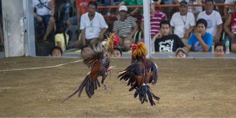 Hội viên cần tuân thủ luật chơi đá gà tại các nhà cái