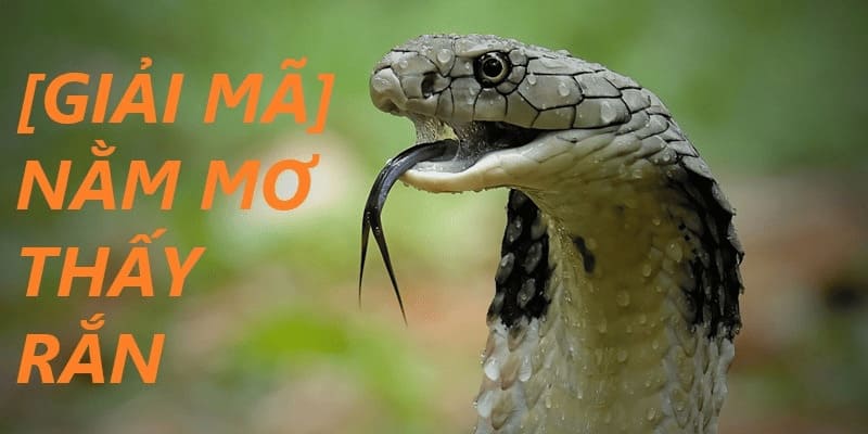 Mơ Thấy Rắn